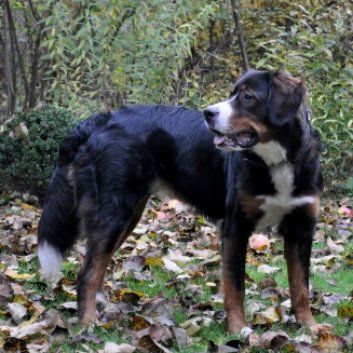 Das Bild zeigt den Hund eines unserer Kunden