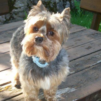 Das Bild zeigt den Hund eines unserer Kunden