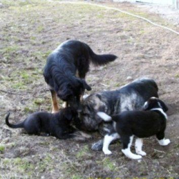 Das Bild zeigt den Hund eines unserer KundenDas Bild zeigt den Hund eines unserer Kunden