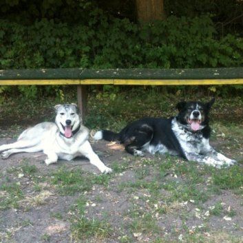 Das Bild zeigt den Hund eines unserer Kunden