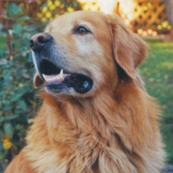 Das Bild zeigt den Hund eines unserer Kunden