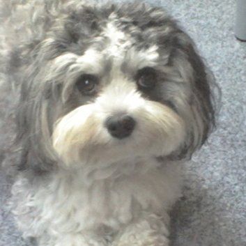 Das Bild zeigt den Hund eines unserer Kunden