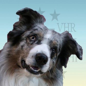 Das Bild zeigt den Hund eines unserer Kunden