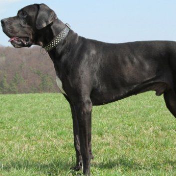 Das Bild zeigt den Hund eines unserer Kunden