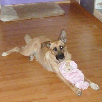 Das Bild zeigt den Hund eines unserer Kunden