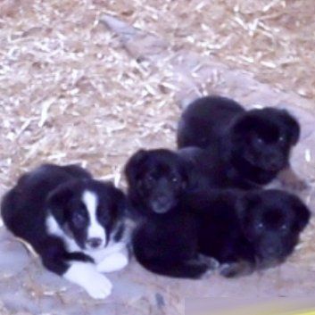 Das Bild zeigt den Hund eines unserer Kunden