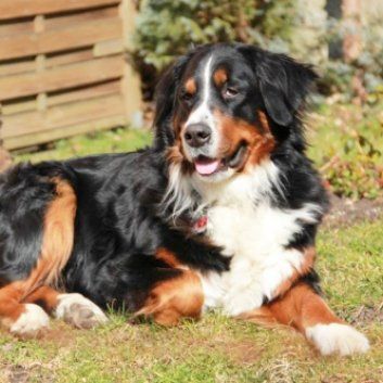 Das Bild zeigt den Hund eines unserer Kunden