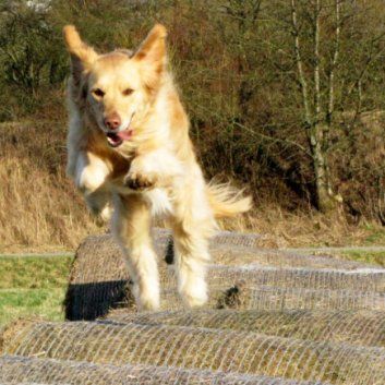 Das Bild zeigt den Hund eines unserer Kunden