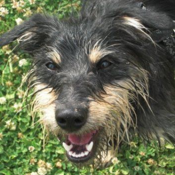 Das Bild zeigt den Hund eines unserer Kunden