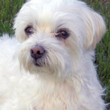 Das Bild zeigt den Hund eines unserer Kunden