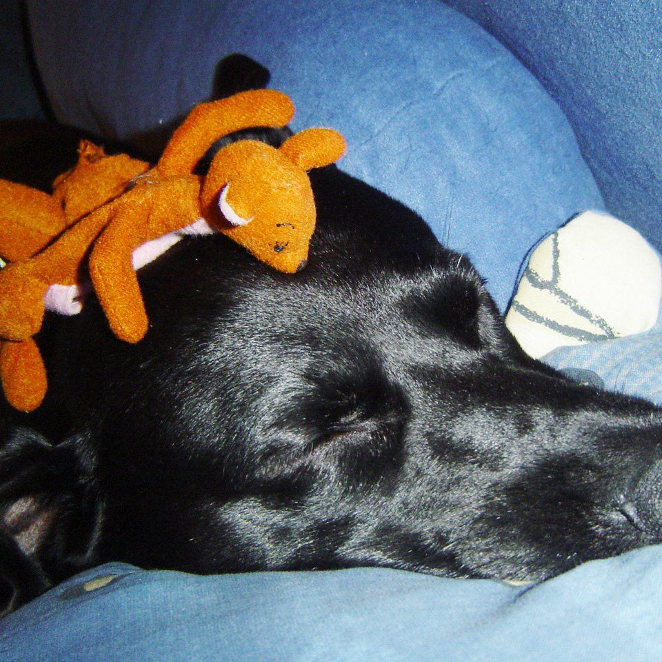 Das Bild zeigt den Hund eines unserer Kunden