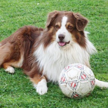 Das Bild zeigt den Hund eines unserer Kunden