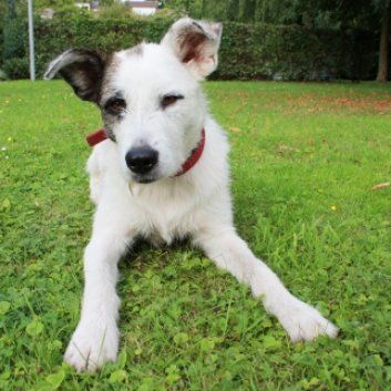 Das Bild zeigt den Hund eines unserer Kunden