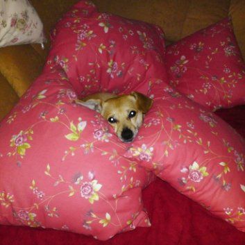 Das Bild zeigt den Hund eines unserer Kunden