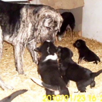 Das Bild zeigt den Hund eines unserer Kunden