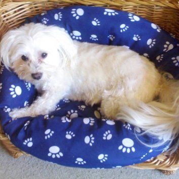 Das Bild zeigt den Hund eines unserer Kunden