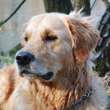 Das Bild zeigt den Hund eines unserer Kunden