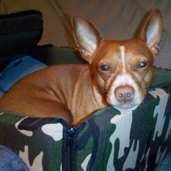 Das Bild zeigt den Hund eines unserer Kunden