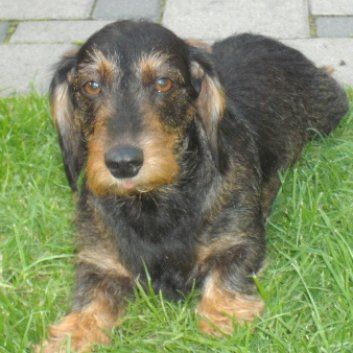 Das Bild zeigt den Hund eines unserer Kunden