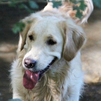 Das Bild zeigt den Hund eines unserer Kunden