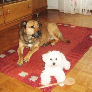 Das Bild zeigt den Hund eines unserer Kunden