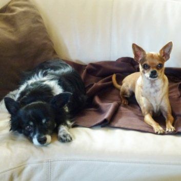 Das Bild zeigt den Hund eines unserer Kunden