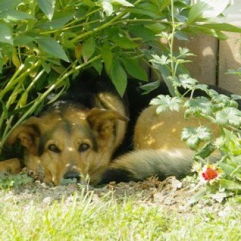 Das Bild zeigt den Hund eines unserer Kunden