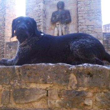 Das Bild zeigt den Hund eines unserer Kunden