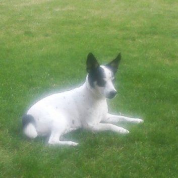 Das Bild zeigt den Hund eines unserer Kunden