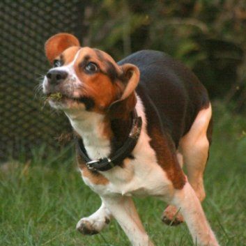 Das Bild zeigt den Hund eines unserer Kunden