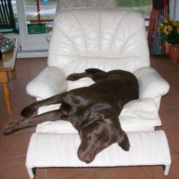 Das Bild zeigt den Hund eines unserer Kunden