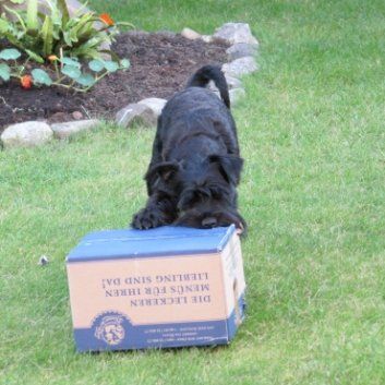 Das Bild zeigt den Hund eines unserer Kunden