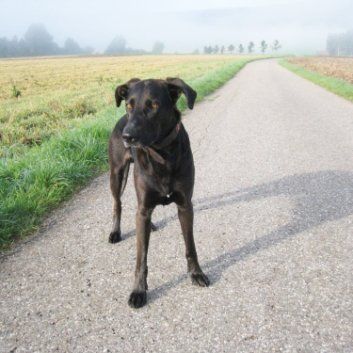 Das Bild zeigt den Hund eines unserer Kunden