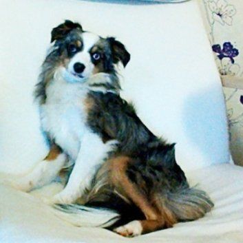 Das Bild zeigt den Hund eines unserer Kunden