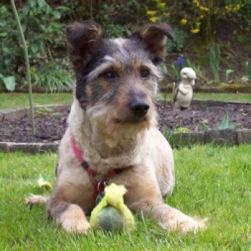 Das Bild zeigt den Hund eines unserer Kunden