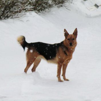 Das Bild zeigt den Hund eines unserer Kunden