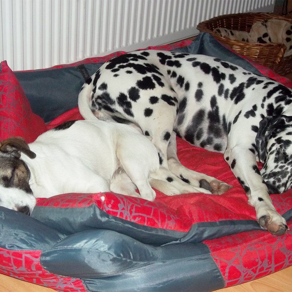 Das Bild zeigt den Hund eines unserer Kunden