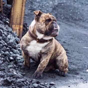 Das Bild zeigt den Hund eines unserer Kunden