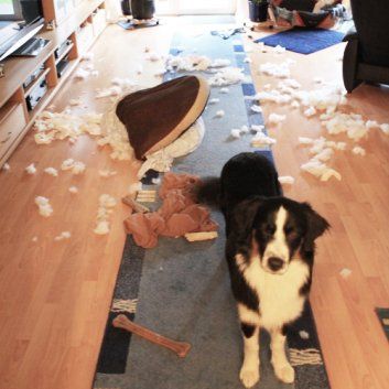 Das Bild zeigt den Hund eines unserer Kunden