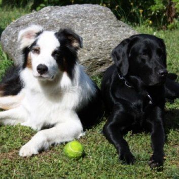 Das Bild zeigt den Hund eines unserer Kunden