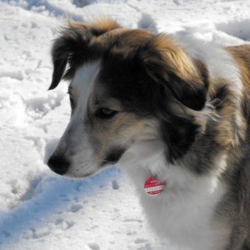 Das Bild zeigt den Hund eines unserer Kunden