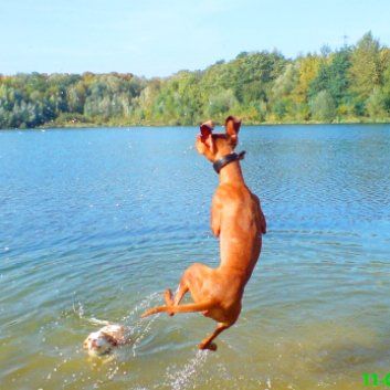 Das Bild zeigt den Hund eines unserer Kunden