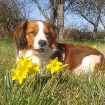Das Bild zeigt den Hund eines unserer Kunden