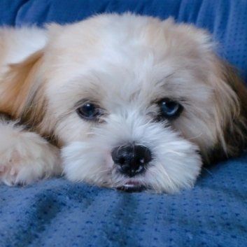 Das Bild zeigt den Hund eines unserer KundenDas Bild zeigt den Hund eines unserer Kunden