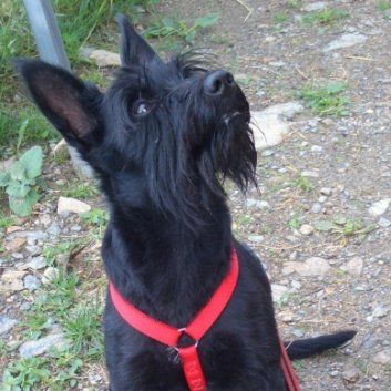 Das Bild zeigt den Hund eines unserer Kunden