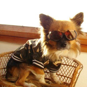 Das Bild zeigt den Hund eines unserer Kunden