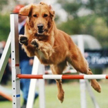 Das Bild zeigt den Hund eines unserer Kunden