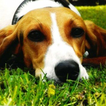 Das Bild zeigt den Hund eines unserer Kunden