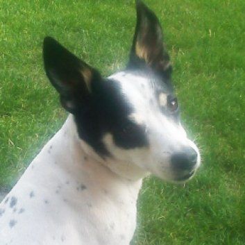 Das Bild zeigt den Hund eines unserer Kunden