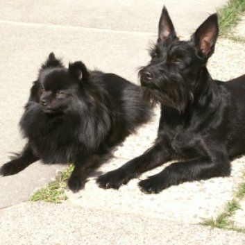 Das Bild zeigt den Hund eines unserer KundenDas Bild zeigt den Hund eines unserer Kunden